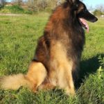 clos-des-bruyeres-berger-belge-tervueren-just-a-belieber-cnais-brabant-24300