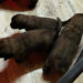 clos-des-bruyeres-portee-chien-leonberg-mars-2022