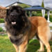 clos-des-bruyeres-portee-chiots-leonberg-juillet-2023
