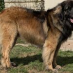 clos-des-bruyeres-vente-chiots-leonberg-charente-maritime-france-1