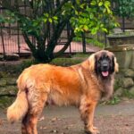 clos-des-bruyeres-vente-chiots-leonberg-charente-maritime-france-2