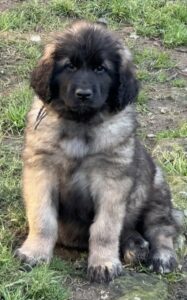 clos-des-bruyeres-vente-chiots-leonberg-charente-maritime-france-3