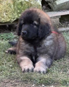 clos-des-bruyeres-vente-chiots-leonberg-charente-maritime-france-4