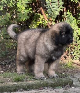 clos-des-bruyeres-vente-chiots-leonberg-charente-maritime-france-5