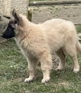 clos-des-bruyeres-vente-chiots-tervueren-femelle-charente-maritime-france-1