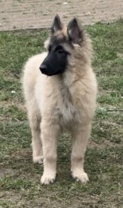 clos-des-bruyeres-vente-chiots-tervueren-femelle-charente-maritime-france-2