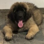 clos-des-bruyeres-chiot-leonberg-male-disponible-2