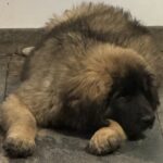 clos-des-bruyeres-chiot-leonberg-male-disponible-3