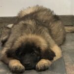 clos-des-bruyeres-chiot-leonberg-male-disponible-4