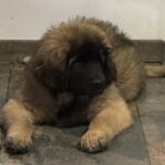 clos-des-bruyeres-chiot-leonberg-male-disponible-5