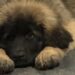 clos-des-bruyeres-chiot-leonberg-male-disponible