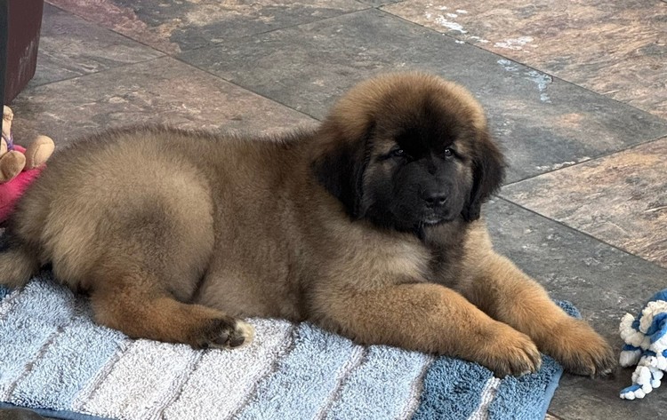 clos-des-bruyeres-portee-chiots-leonberg-mars-2025-2