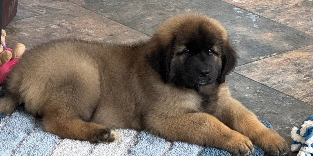 clos-des-bruyeres-portee-chiots-leonberg-mars-2025-une