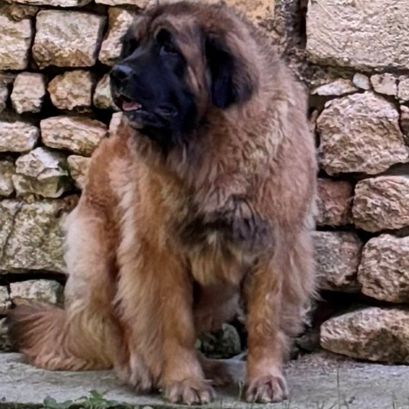 portee-chiots-leonberg-juillet-2025-clos-des-bruyeres-silvia-dumont-charentes-matirimes-france