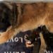 evelage-chiens-leonberg-charente-maritime-naissance-portee-juillet-2025-4