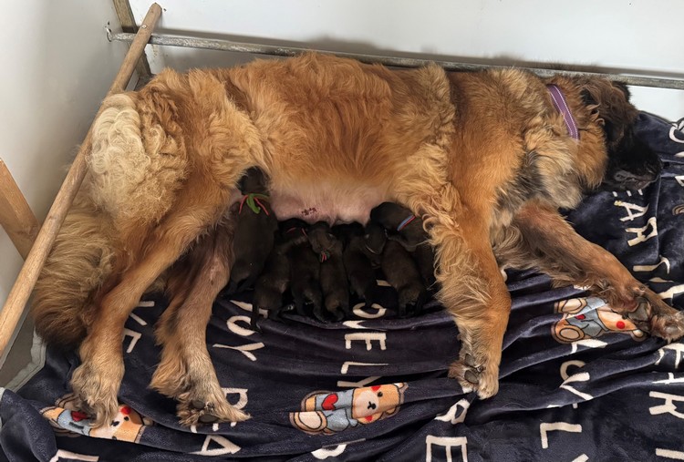 evelage-chiens-leonberg-charente-maritime-naissance-portee-juillet-2025-5