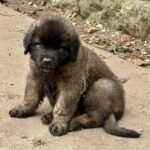 clos-des-bruyeres-portee-chiots-leonberg-dispo-septembre-2025-1