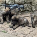 clos-des-bruyeres-portee-chiots-leonberg-dispo-septembre-2025-10