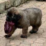 clos-des-bruyeres-portee-chiots-leonberg-dispo-septembre-2025-11