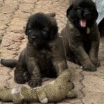 clos-des-bruyeres-portee-chiots-leonberg-dispo-septembre-2025-12