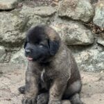 clos-des-bruyeres-portee-chiots-leonberg-dispo-septembre-2025-13