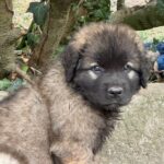 clos-des-bruyeres-portee-chiots-leonberg-dispo-septembre-2025-14