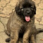 clos-des-bruyeres-portee-chiots-leonberg-dispo-septembre-2025-15