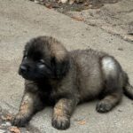 clos-des-bruyeres-portee-chiots-leonberg-dispo-septembre-2025-16