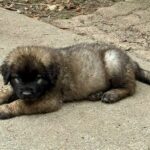 clos-des-bruyeres-portee-chiots-leonberg-dispo-septembre-2025-17