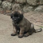 clos-des-bruyeres-portee-chiots-leonberg-dispo-septembre-2025-18