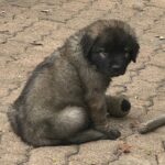 clos-des-bruyeres-portee-chiots-leonberg-dispo-septembre-2025-19