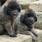clos-des-bruyeres-portee-chiots-leonberg-dispo-septembre-2025-2