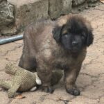 clos-des-bruyeres-portee-chiots-leonberg-dispo-septembre-2025-20