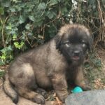clos-des-bruyeres-portee-chiots-leonberg-dispo-septembre-2025-21