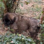 clos-des-bruyeres-portee-chiots-leonberg-dispo-septembre-2025-22