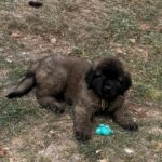 clos-des-bruyeres-portee-chiots-leonberg-dispo-septembre-2025-23