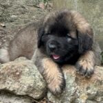 clos-des-bruyeres-portee-chiots-leonberg-dispo-septembre-2025-3