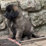 clos-des-bruyeres-portee-chiots-leonberg-dispo-septembre-2025-4