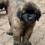 clos-des-bruyeres-portee-chiots-leonberg-dispo-septembre-2025-5