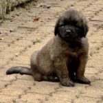 clos-des-bruyeres-portee-chiots-leonberg-dispo-septembre-2025-6