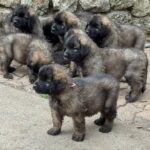 clos-des-bruyeres-portee-chiots-leonberg-dispo-septembre-2025-7