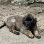 clos-des-bruyeres-portee-chiots-leonberg-dispo-septembre-2025-8