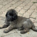 clos-des-bruyeres-portee-chiots-leonberg-dispo-septembre-2025-9