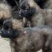 clos-des-bruyeres-portee-chiots-leonberg-dispo-septembre-2025-une
