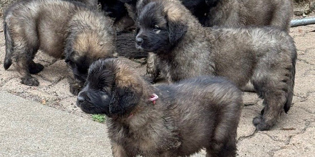 clos-des-bruyeres-portee-chiots-leonberg-dispo-septembre-2025-une