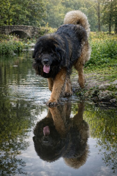 elevage-chiens-leonberg-portee-avril-2026-2