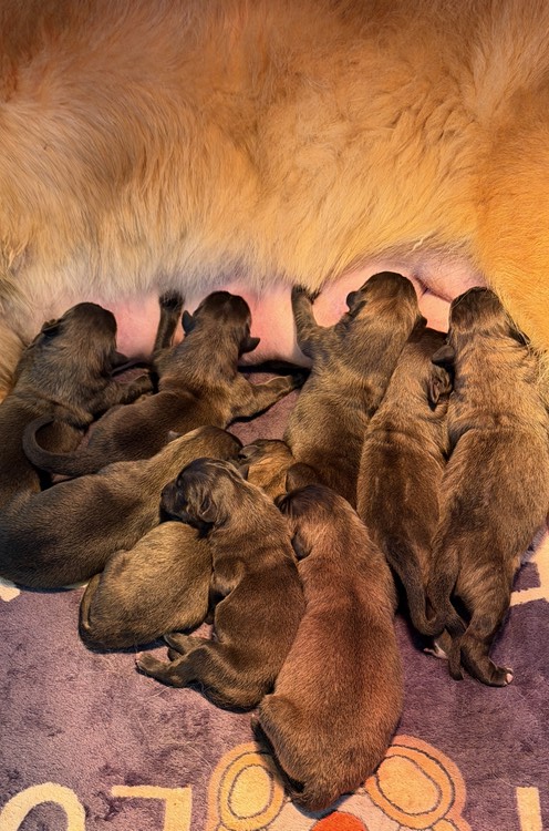 elevage-chiens-leonberg-portee-avril-2026-4