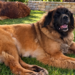 clos-des-bruyeres-elevage-chiens-leonberg-portee-2026