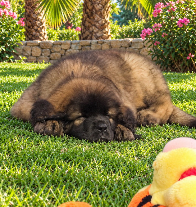 clos-des-bruyeres-elevage-chiens-leonberg-portee-chiots-2026