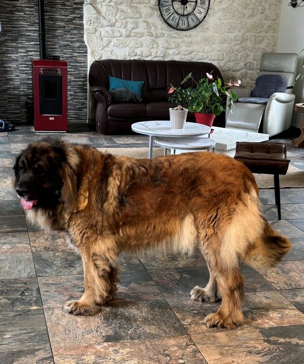 chiens-portee-chiots-leonberg-juillet-2025-clos-des-bruyeres-charentes-maritimes-france-2
